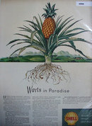 Shell Research 1945 Ad