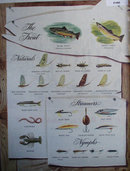 Fish, Bait Artificial And Natural 1950 Article