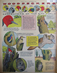 Boys Life Woodpeckers 1961 Article