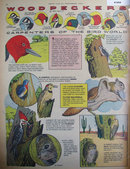 Boys Life Woodpeckers 1961 Article