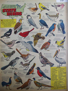 State Birds 1963 Article And Quiz