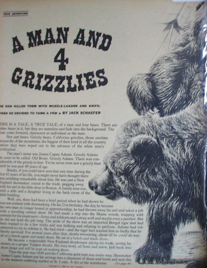A Man And 4 Grizzlies Old Bruin 1962 Article.