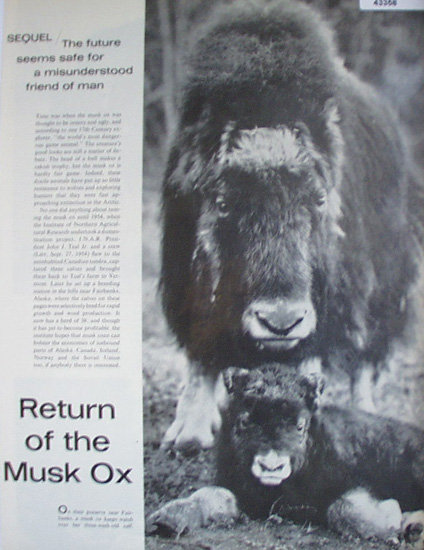 Return Of The Musk Ox 1967 Article