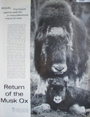 Return Of The Musk Ox 1967 Article