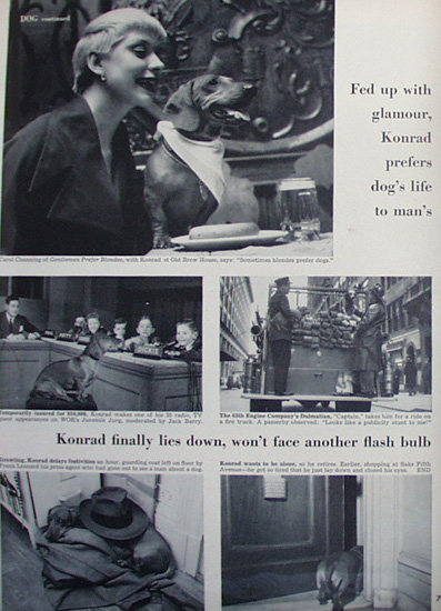 Pedigreed Dog Wins Food Company Contest 1950 Article.