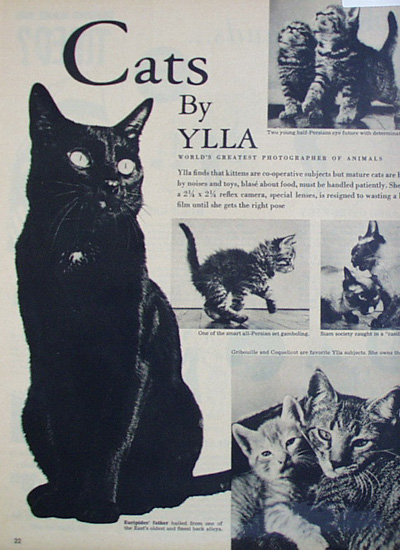 Cats By Ylla 1950 Article