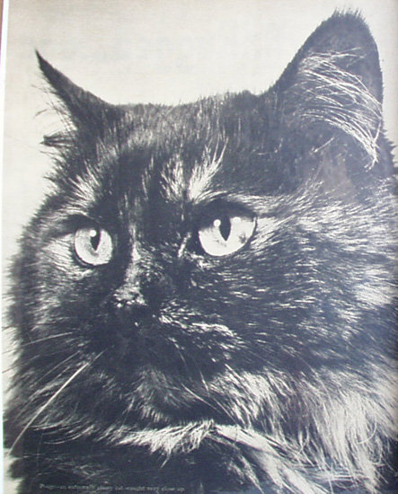 Cats By Ylla 1950 Article