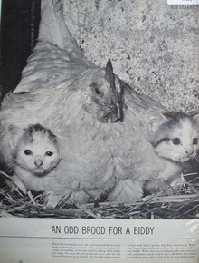 Two Kittens and Hen 1960 Article And Picture