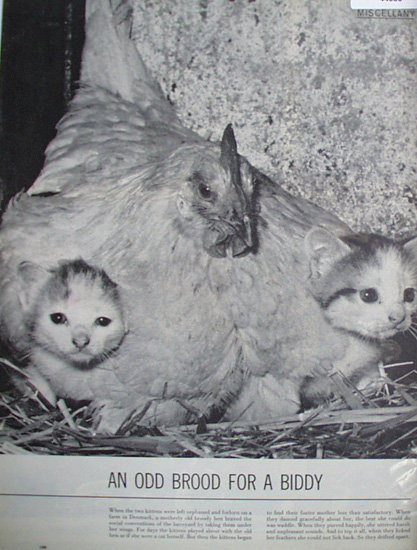 Two Kittens and Hen 1960 Article And Picture