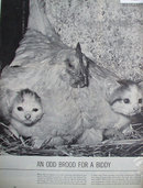 Two Kittens and Hen 1960 Article And Picture