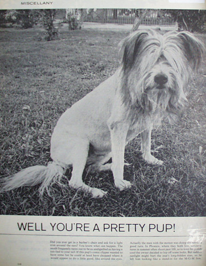 Dog Trimmed Like Lion 1963 Ad