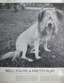 Dog Trimmed Like Lion 1963 Ad