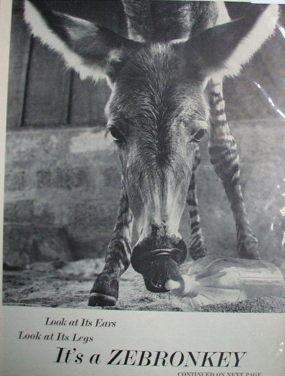 Zebrodonkey 1962 Article.