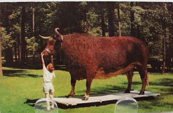 Old Ben @ Kokomo, Ind. Post Card