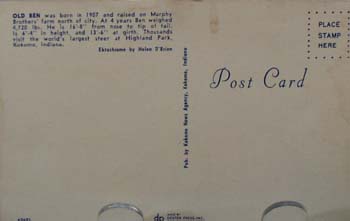 Old Ben @ Kokomo, Ind. Post Card