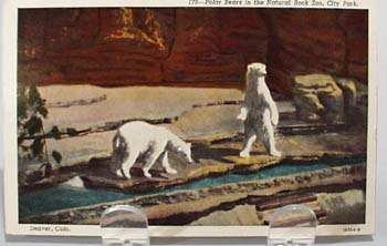 Polar Bears Denver Colo. Post Card.