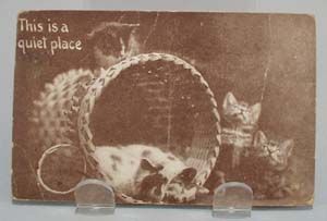 Five Kittens Quiet Place Postcard.