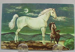 White Stallion in Moonlight Postcard