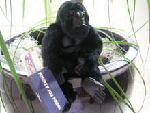 MIGHTY Joe Young 8