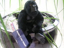 MIGHTY Joe Young 8