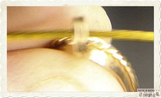 RARE VICTORIAN MINATURE SHELL CAMEO in 14K YELLOW GOLD