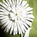 White sun flower brooch