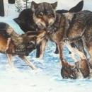 wolf paint
