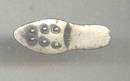 Charm/Sterling Golf Shoe
