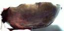 Metalware/Craftsmen Inc. Hand Hammered Copper Bowl