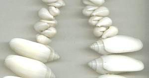Necklace/Choker/Tourist Type White Shells