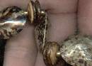 Set/Shell Choker W/Pierced Ears