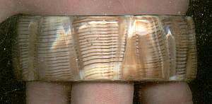 Bracelet/Bangle/Tourist Shell