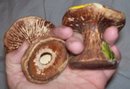 Salt&Pepper/Pottery 1970's Orange Mushrooms