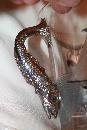1904 Shriners Masonic fish Handled Atlantic city glass by the Pittsburgh Glass Company