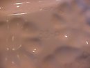 Los Angeles Potteries Cute Little Pig (All Purpose Tray)