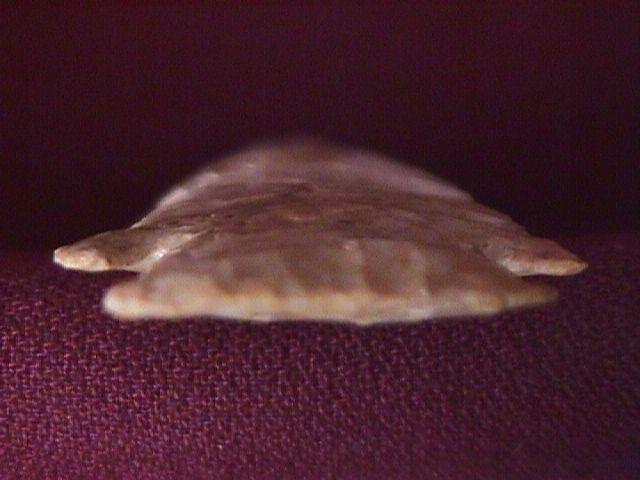ARROW HEAD / HARDIN BARBED BLADE