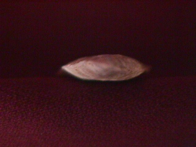 ARROW HEAD / HARDIN BARBED BLADE