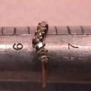 10K Solid Gold & Small Diamond Dainty Ring