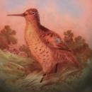 Hand Painted (Woodcock) Display Plate