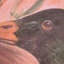 Mallard & Hen, Hand-Painted Porcelain Plate