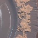 Wedgwood China Embossed (Queensware) Salad Plate