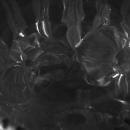 HEISEY CRYSTAL