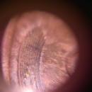 LINCOLN CENT