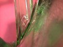 Heisey Crystal