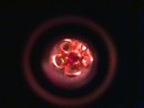 Gold & Garnet Flower Earrings