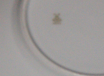 MZ Austria Bread & Butter Plate