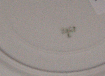Haviland & Co Limoges Plate