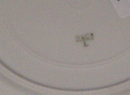 Haviland & Co Limoges Plate