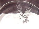 Crystal Star Etched Stemware Champagne/Sherbet