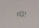 Erdman Schlegelmilch Plate